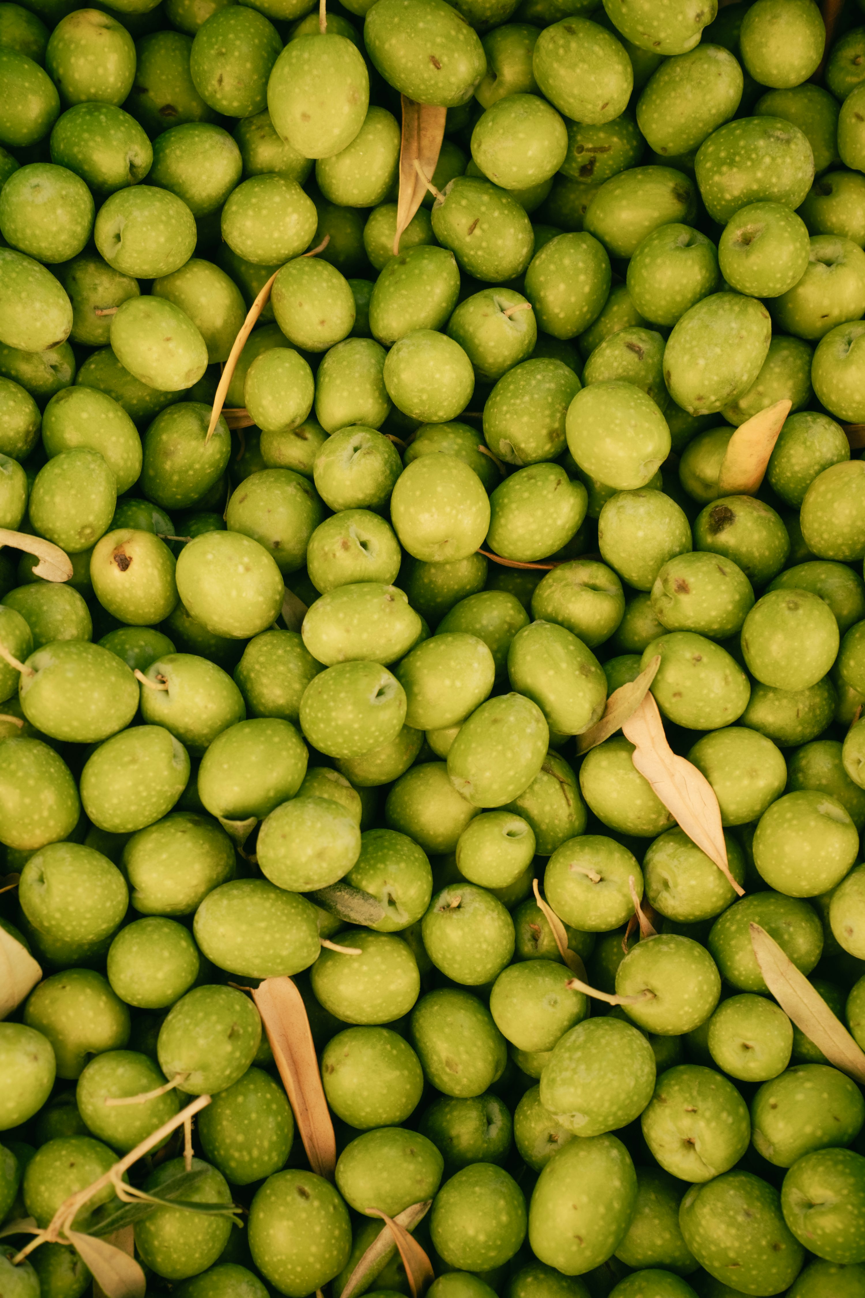 olives vertes